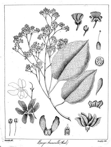 Berrya cordifolia